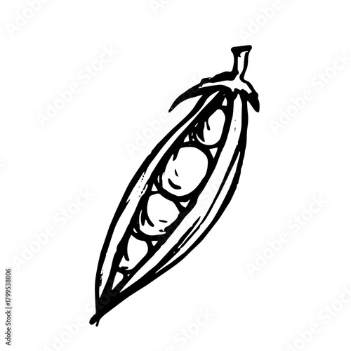 Sketch, doodle of a pea pod vegetable. Vector graphics.