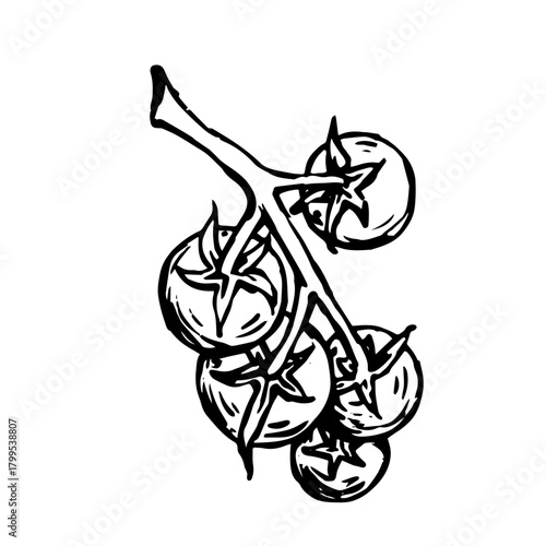 Sketch, doodle of a tomato vegetable. Vector graphics.