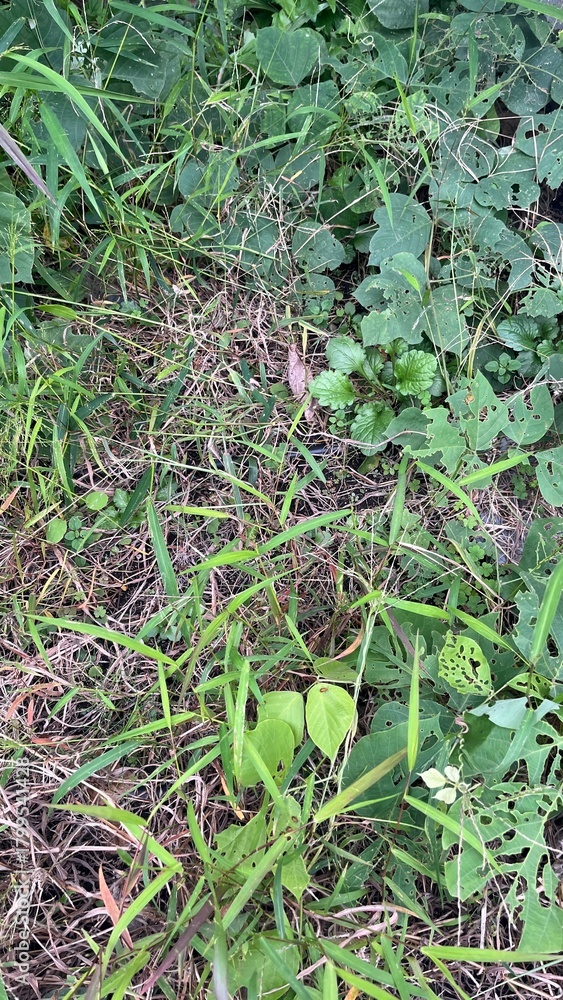 Fototapeta premium 草っ原 枯葉