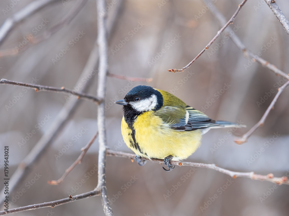 Obraz premium Cute bird Great tit, songbird sitting on a branch without leaves in the autumn or winter.