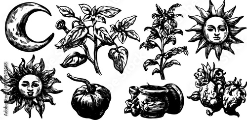 Plant illustrations featuring basil, pepper, sun, and moon. This black and white vector set offers a hand-drawn aesthetic for food design.