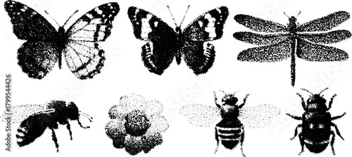 Vintage illustrations of butterflies, bees, and dragonflies in an intricate set of vector engravings, featuring stipple and outline techniques.