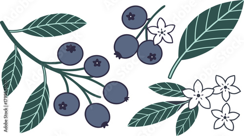 Blueberries and leaves with white flowers on white background blueberry fruit