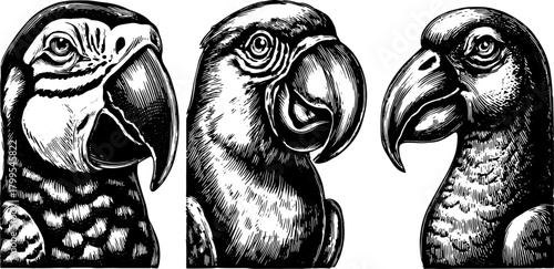 Parrot head engraving in vintage style. Detailed black line drawing vector illustration showcasing wildlife in an artistic representation.
