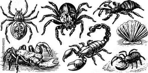 Vintage insect engraving set featuring detailed outlines of a scorpion, spider, crab, and shell. Black and white vector illustrations.