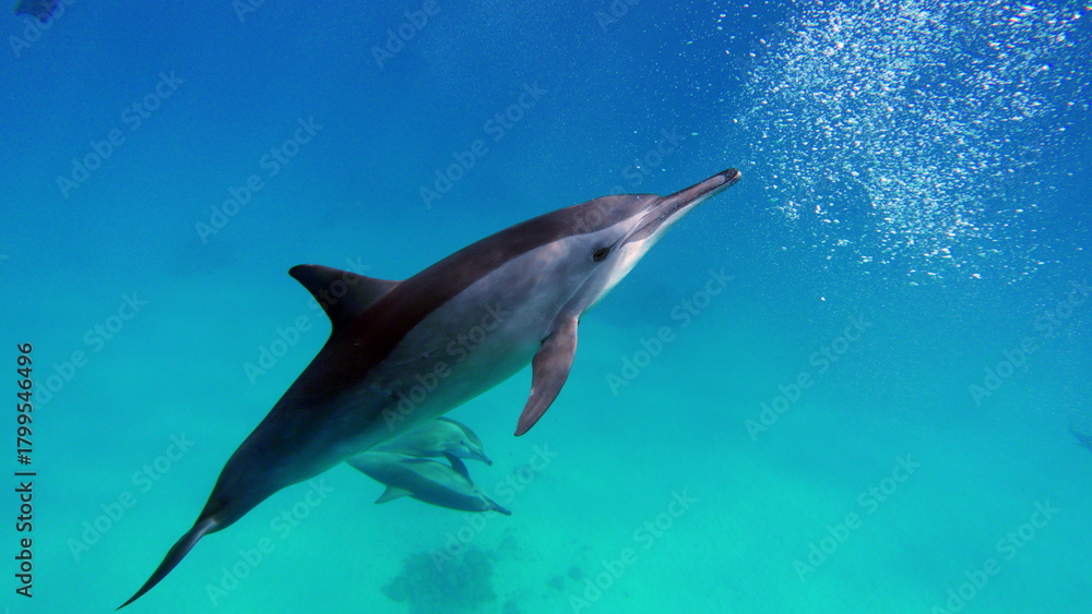 Obraz premium Dolphins. Spinner dolphin. Stenella longirostris is a small dolphin that lives in tropical coastal waters around the world. 