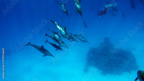Photos Dolphins