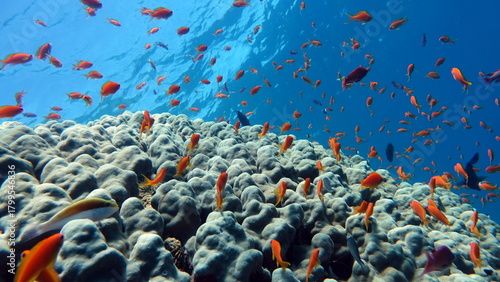 Colorful tropical fish on a coral reef, amazingly beautiful fairy world. In the coral gardens of the Red Sea.
