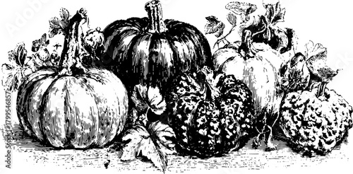 Pumpkin engraving in a detailed hand-drawn style. Vintage vegetable illustration featuring a set of gourds and leaves, perfect for any decor.