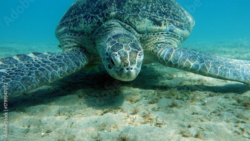 Foto Big Green turtle , Green turtles are the largest of all sea turtles