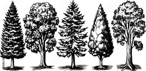 Engraving of trees showcasing a variety of styles. Hand-drawn vector illustrations in black outline. A detailed set of nature graphics.