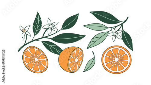 Orange Fruit Halves Slices Flowers And Leaves On White Background Keywords: orange, citrus, fruit, slice, half, whole, flower, blossom, leaf
