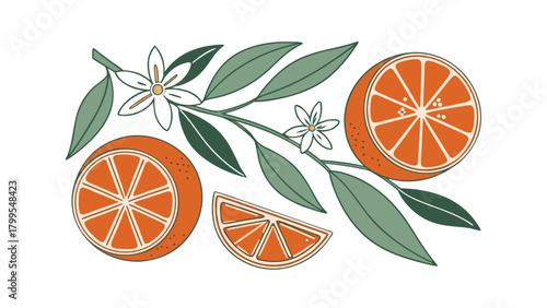 Orange Fruit Slices Flowers And Leaves On White Background Keywords: orange, citrus, fruit, slice, whole, flower, blossom, leaf, green, food