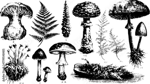 Mushroom and fern illustrations. Detailed botanical drawings in black and white vector set showcasing various species.