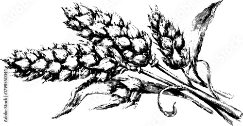 Wheat illustration in vintage engraving style. Detailed black and white vector set depicting agricultural and botanical elements.