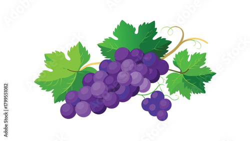 Ripe bunch of purple grapes with green leaves and tendrils on a branch fruit