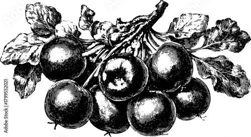 Antique apples with detailed leaves in a black line drawing style. This vintage illustration vector depicts a classic botanical set.