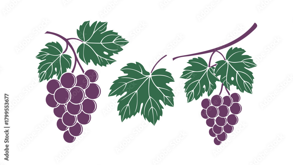 Fototapeta premium Two clusters of purple grapes with green leaves on branches stylized illustration