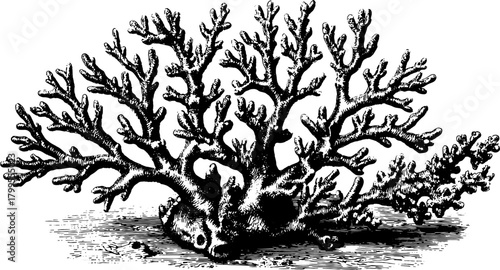 Coral illustration in vintage engraving style. Detailed black line drawing for educational use in vector format.