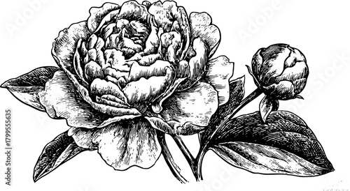 Black and white outline drawing of a peony flower with detailed leaves and petals. Vintage vector illustration in a realistic style.