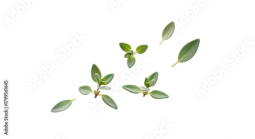 Fresh thyme sprigs and leaves on a white background