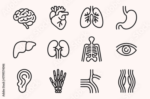 Human organ icon set