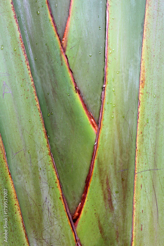 Detail of leaves of Agave 'Blue Glow' - Serre d'Auteuil - Paris - France