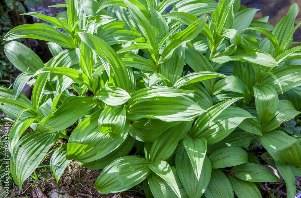 Fototapeta premium White hellebore, poisonous plant