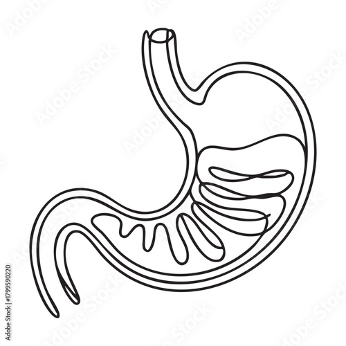 Black and white line drawing of a human stomach with internal folds human anatomy digestive system
