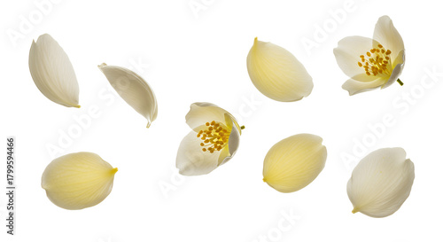 Delicate white jasmine flowers and their elegant petals captured in a serene arrangement, showcasing natural beauty and aromatic charm, perfect for themes of freshness and purity