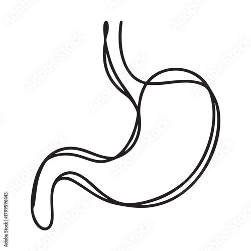 Simple black line drawing of a human stomach on white background anatomy organ