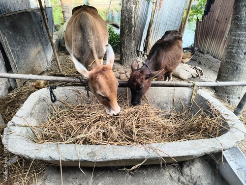 cow eating from trough