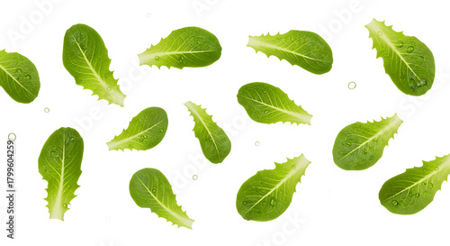 Fresh Green Lettuce Leaves Floating on a White Background, Perfect for Healthy Eating and Culinary Projects