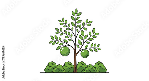 A simple illustration of a fruit tree with green leaves and two round fruits on a white background with a row of small green bushes at the base.