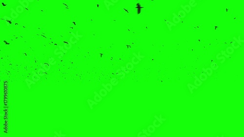 A large flock of black birds flying right to left, a group of pigeons chroma key green screen. Silhouettes of Migrating Birds in motion far in the sky. Sparrows or Swallows. For compositing VFX
