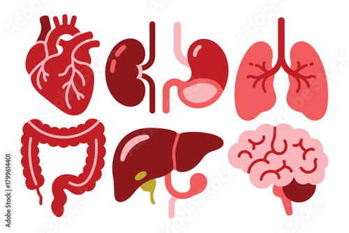 Collection of human internal organs isolated on white background