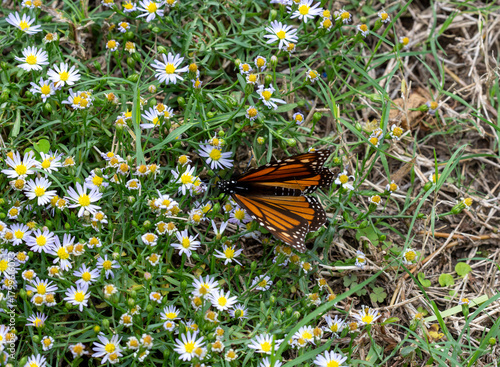 Monarch butterfly feeding on aster flowers