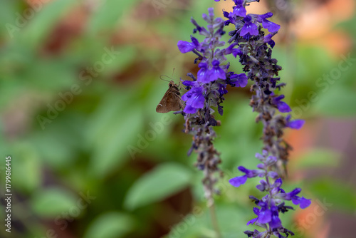 Dusted Skipper butterfly feeding on a blue salvia blossom