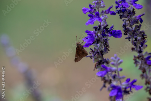 Dusted Skipper butterfly feeding on a blue salvia blossom