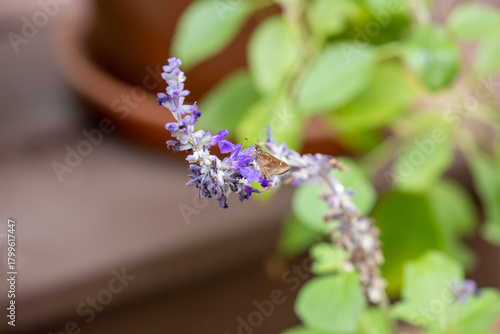 Dusted Skipper butterfly feeding on a blue salvia blossom