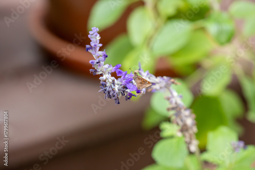 Dusted Skipper butterfly feeding on a blue salvia blossom