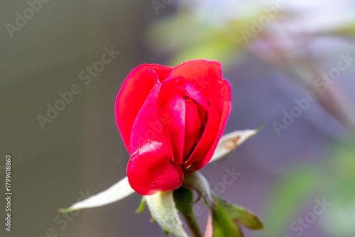 Solitary red rose bud with a green background