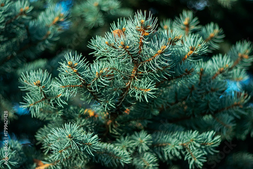 Close-up of white pine tree in the park.