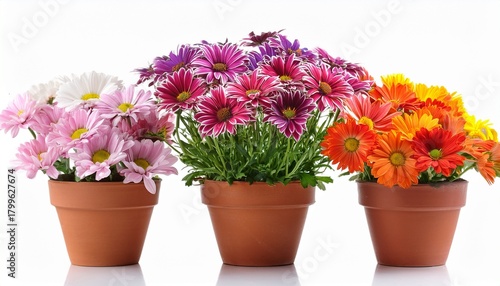 Wallpaper Mural Group Of Colorful Daisy Flowers In Clay Pot Isolated On White Torontodigital.ca