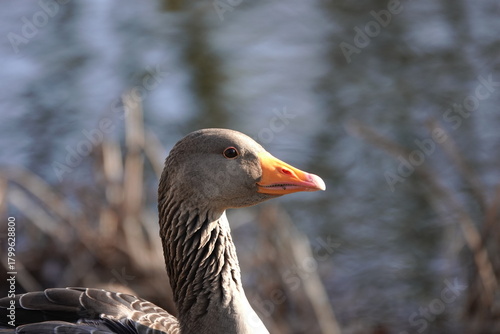 goose on the lake