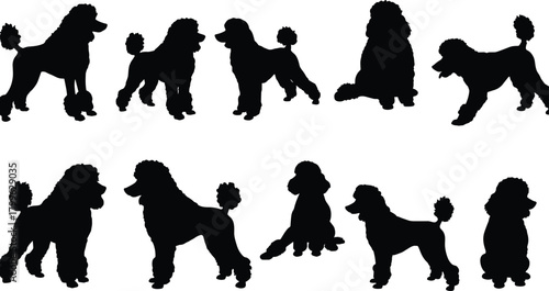 Poodle dog silhouette collection vector illustration, stylish pet grooming design, elegant domestic animal artwork for logo, fashion, decor, and creative branding concept