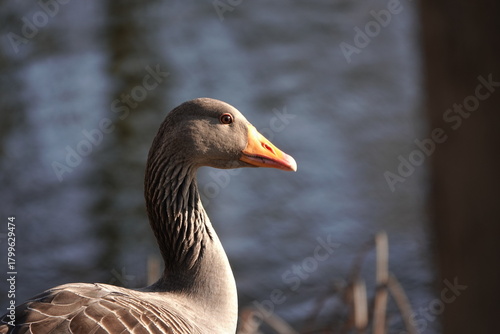 goose on the lake