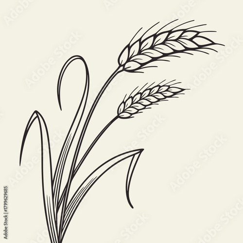 Illustration of two wheat stalks with detailed grain heads