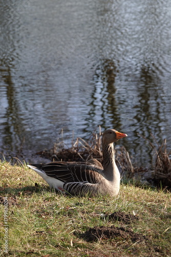 goose on the lake