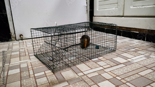 Live Mouse Caught in Humane Wire Trap on Tiled Floor